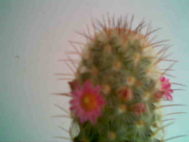 Imag011 - Cactusi 2008