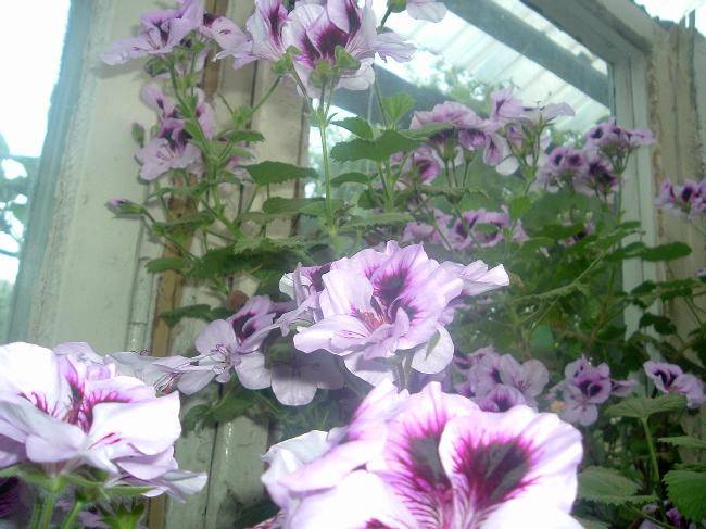 6eVCmk429624-02; Muscata englezeasca
