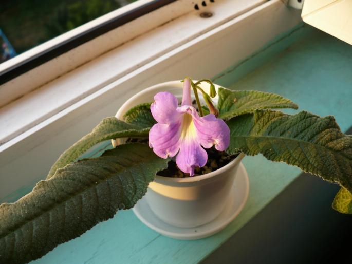 Streptocarpus lila cu ochi galben