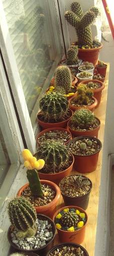 w9-1 - cactusi si  suculente 09