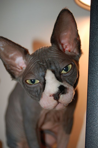 pisicute065cl9 - club pisici