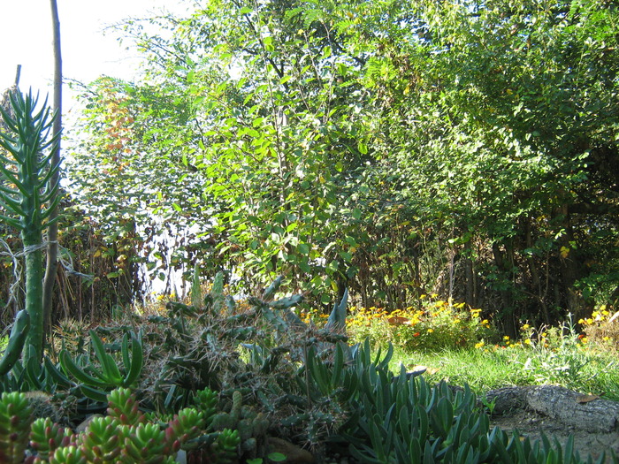 IMG_1372 - Cactusi la mosie 1 octombrie 2009