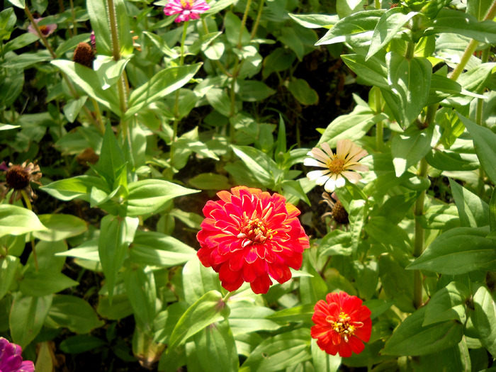 Picture 055 - flori dragute