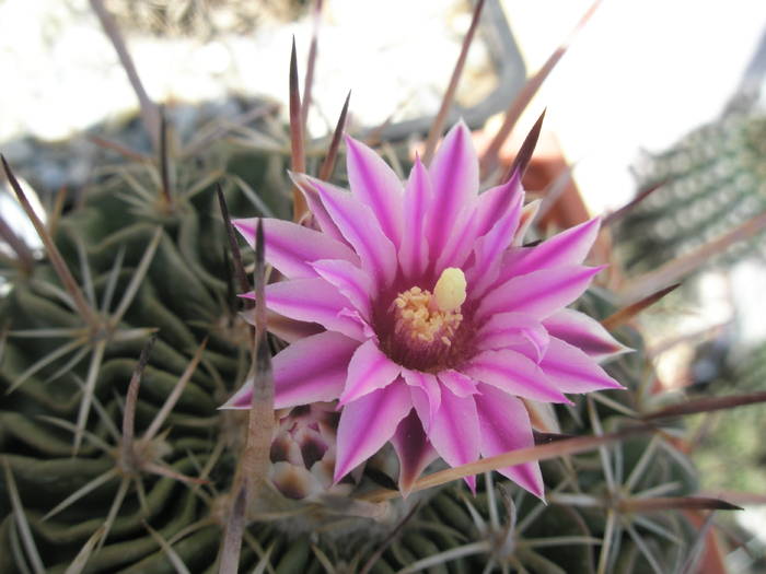 Echinofossulo crispatus - floare - Echinofossulocactus