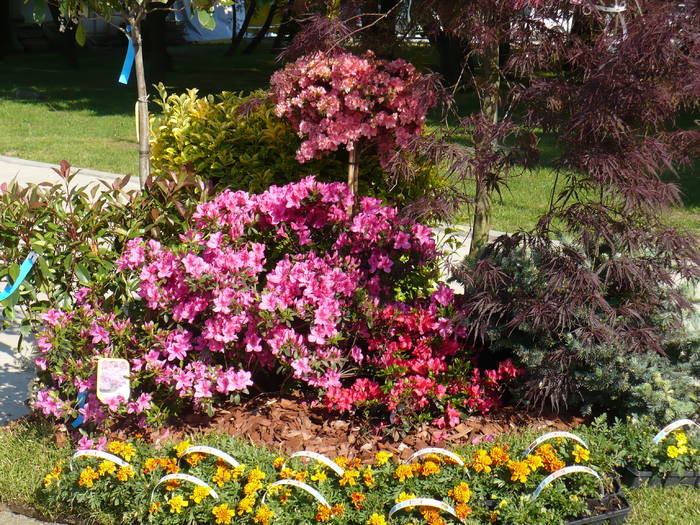 rododendron - Expo Floris 8 mai 2009