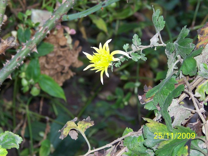 100_5345 - Toamna in curte  Timisoara