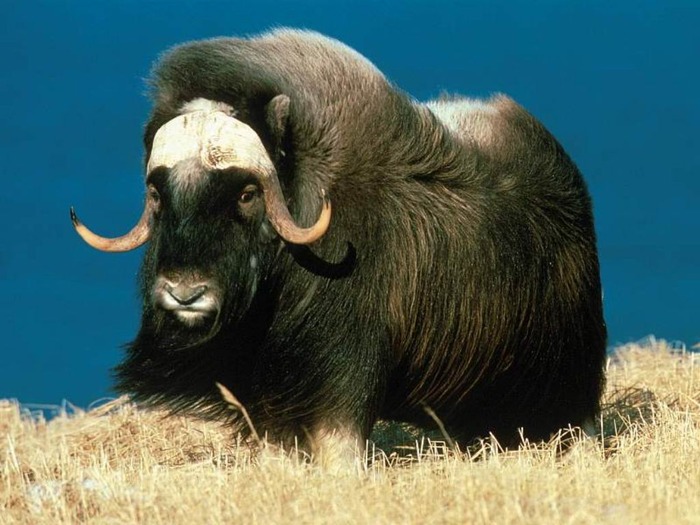 webshots1007 - Animale