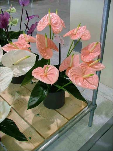  - Bursa de flori-Olanda