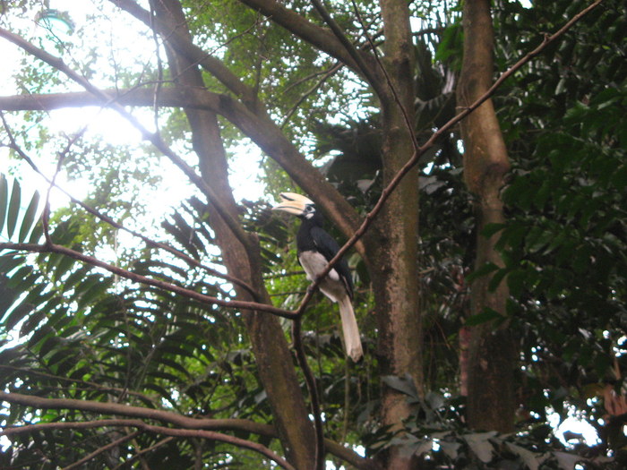 IMG_0267 - 2_1 - Kuala Lumpur Bird Park