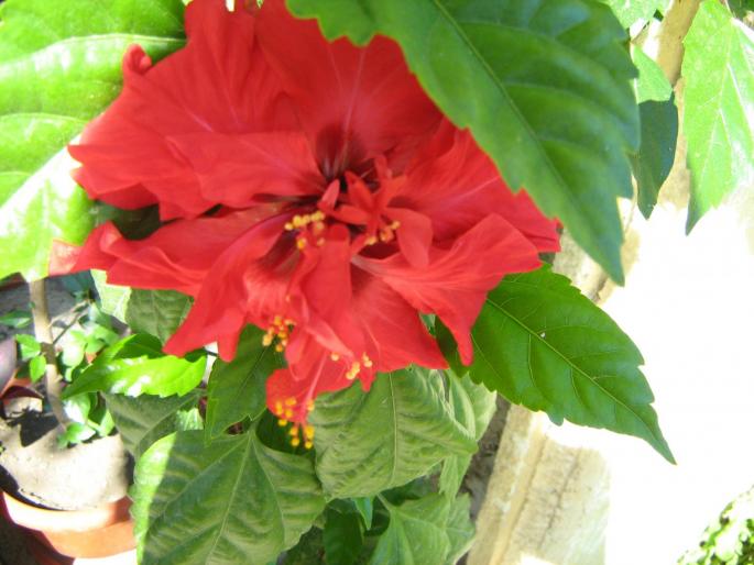 hibiscus - floricele
