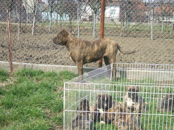 DSCF1455 - snoopyfightdogo  canario