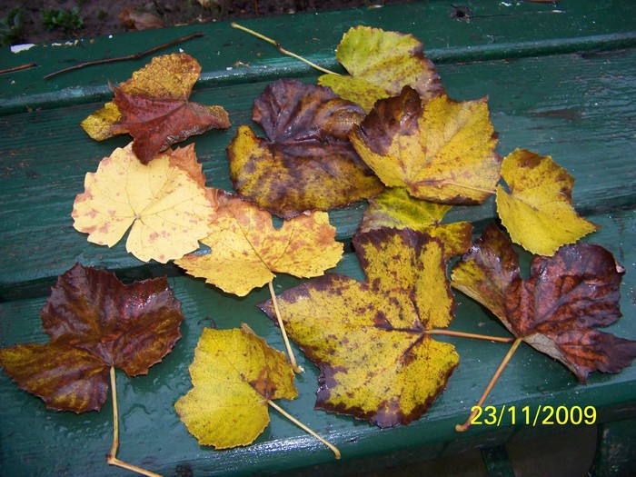 100_5083 - Toamna in curte  Timisoara