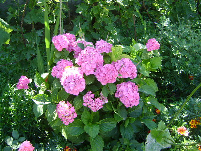 hortensia - florile mele -2009
