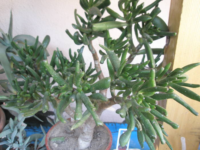 Crassula ovata fma. monstruosa