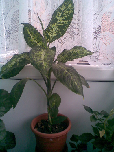 Imag675 - FLORI -2009