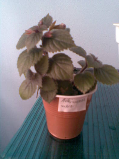 achimenes mov; achimenes mov
