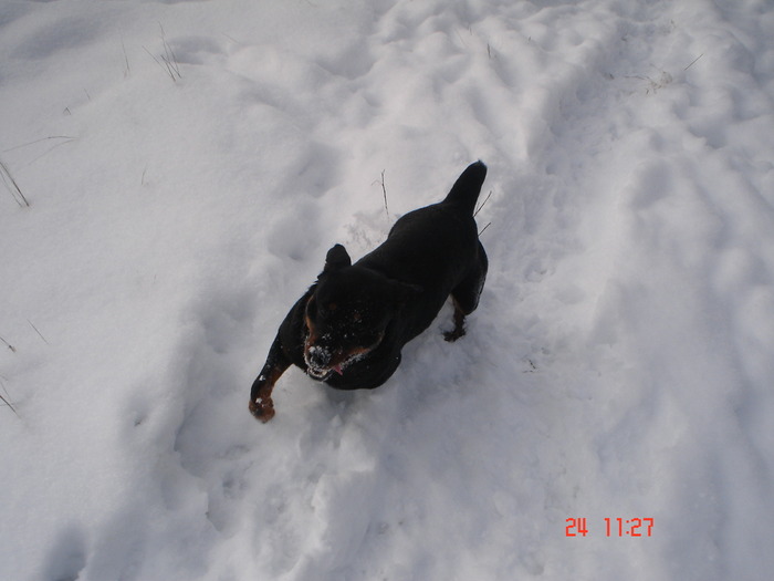 DSC08709 - Bella ianuarie 2010