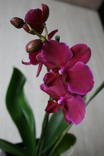 phalaenopsis - orhidee