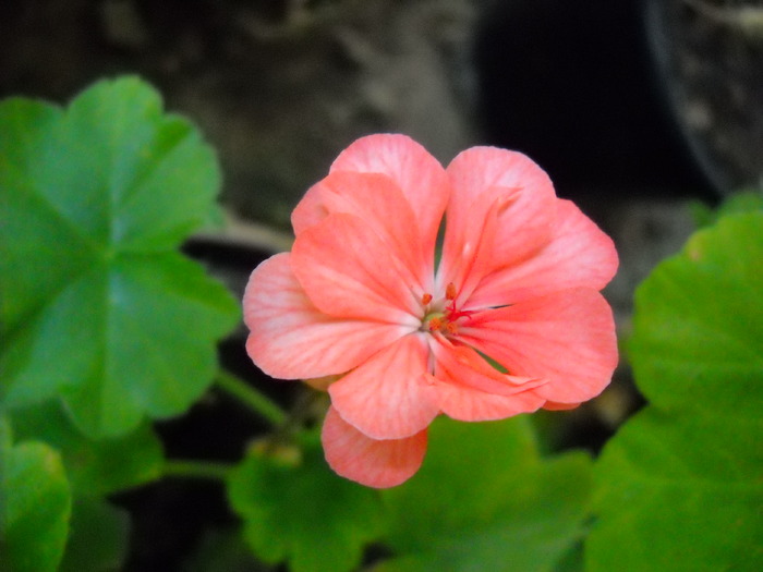  - Pelargonium