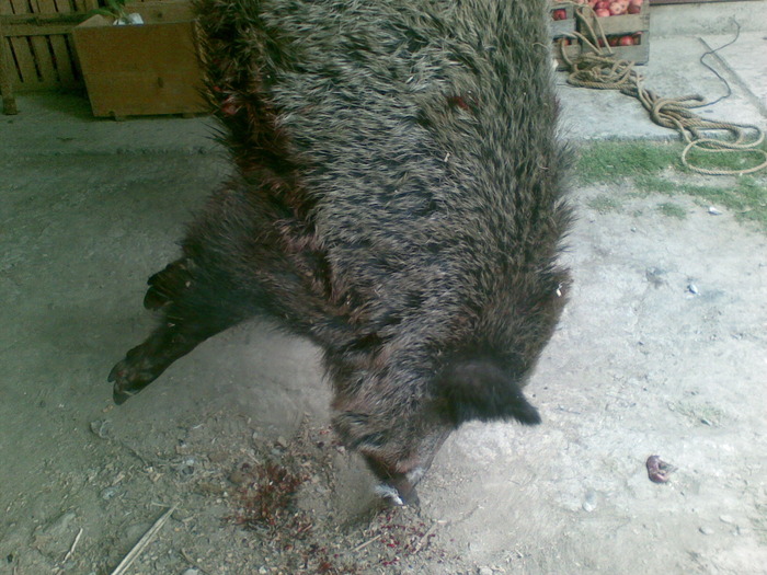 30092009(010) - vanatoare padure