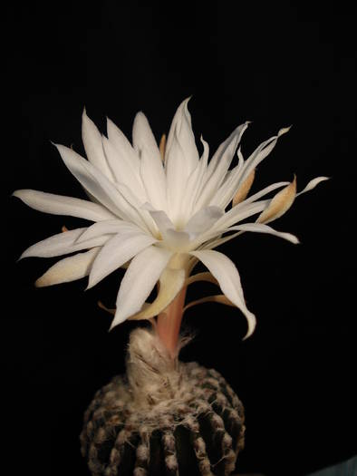 Discocactus horstii. - Cactusi