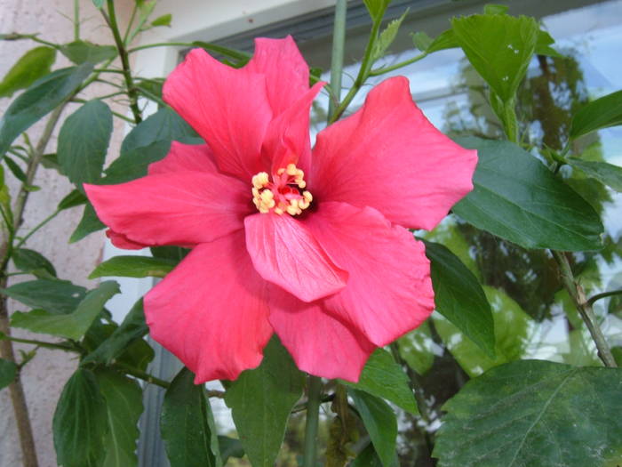 carmin - hibiscus