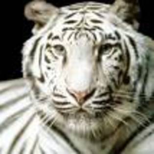 vgaw - Tigri Albi