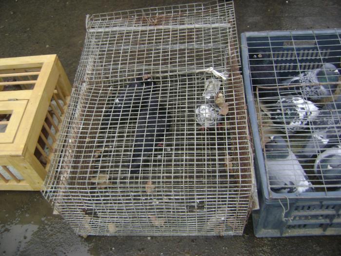 DSC05711 - Expozitie Sancraiu de Mures 2009 - Targ