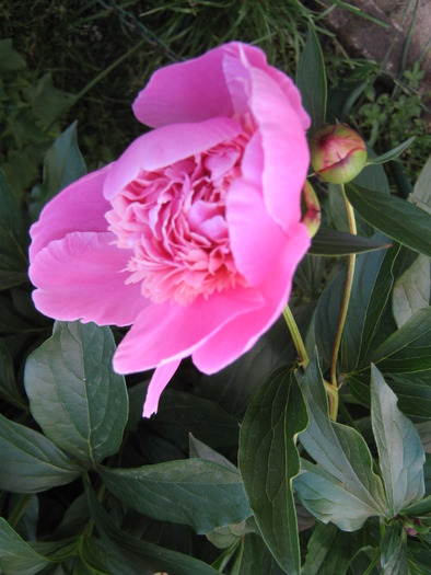 bujor roz - flori din gradina 2009