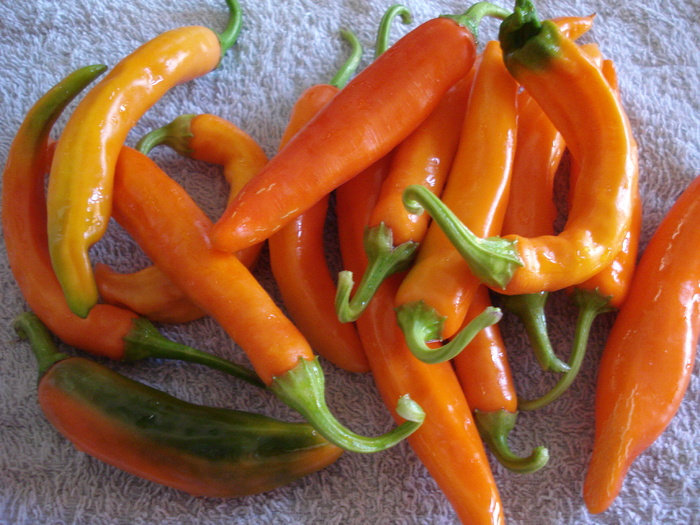 Orange Cayenne Pepper (2009, Sep.02) - Cayenne Orange Hot Pepper