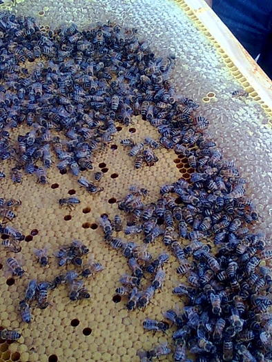 puiet aproape ca la noi - ApiMondia