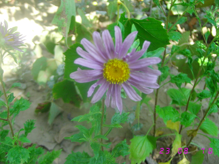  - Flori de gradina 2009