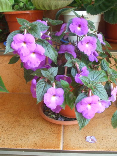 DSCF5338 - achimenes