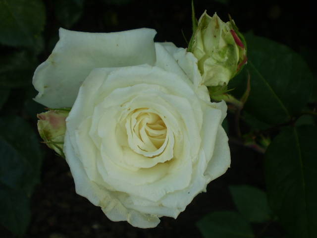 P5171501 - trandafiri