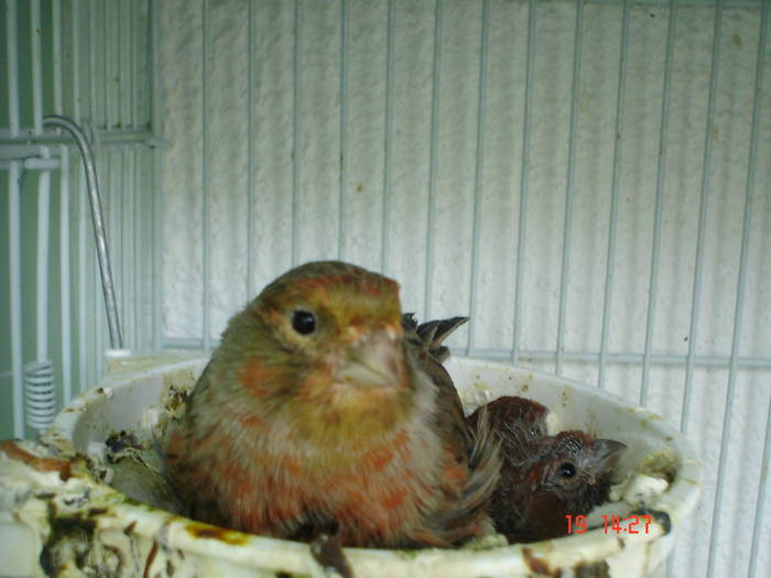 DSC04009 - PUI CANARI 2009