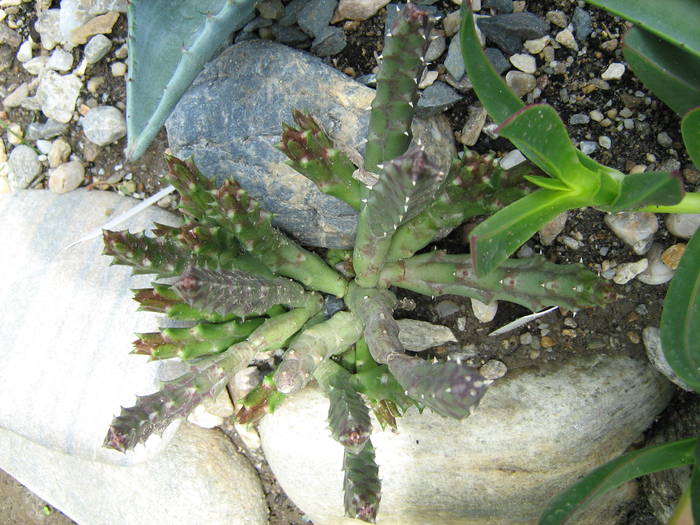 IMG_8631 - Cactusi la mosie 27 iunie 2009