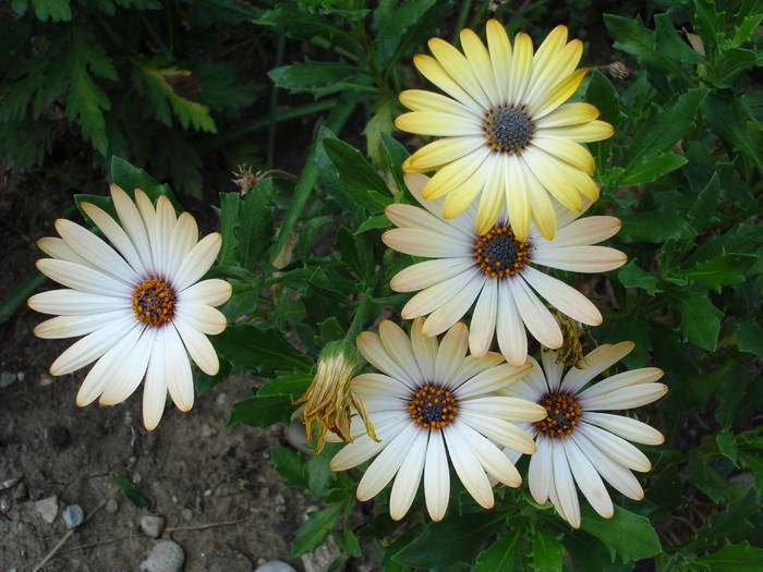 Daisy Sunny Amanda (2009, Aug.12)