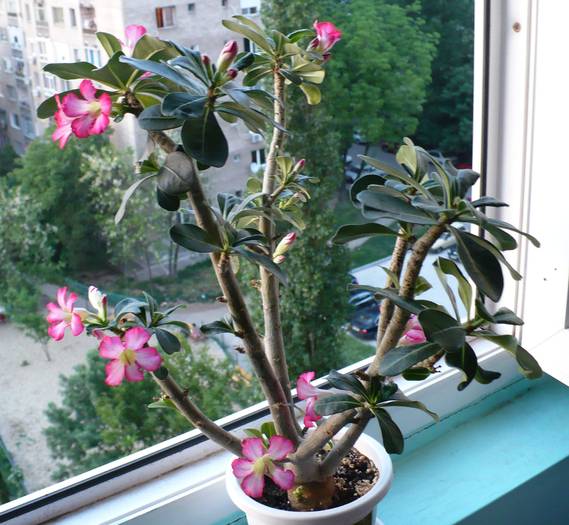 P1120389 - ADENIUM OBESUM