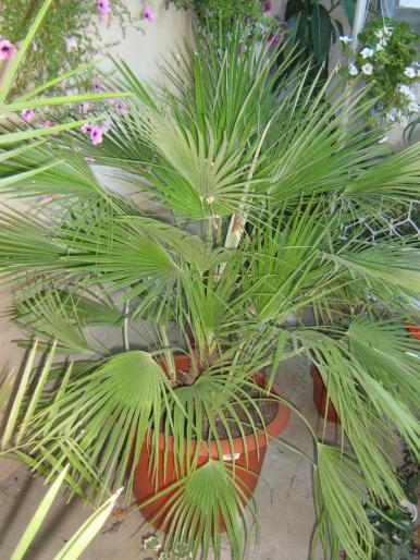 palmier - flori diverse