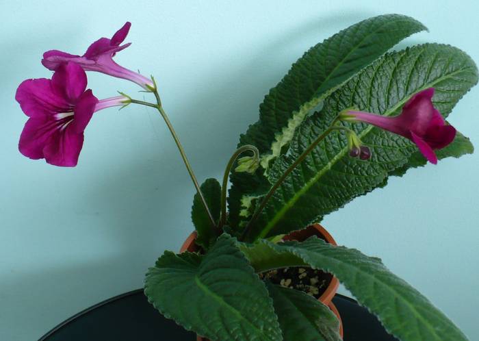 P1110409 - STREPTOCARPUSI