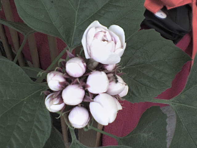 DSC00034 - CLERODENDRUM Phillipinum