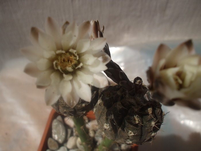 Gymnocalycium ragonesii - cactusi infloriti