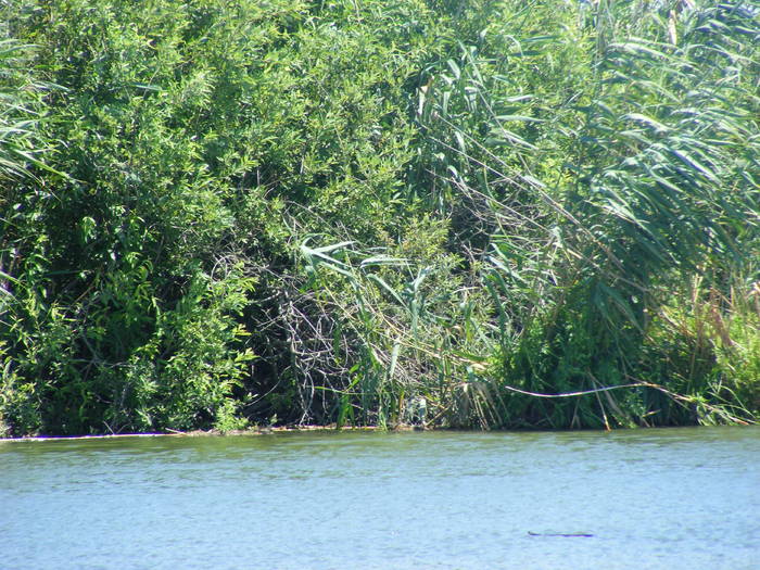 Picture 248 - Sulina Delta iulie 2009