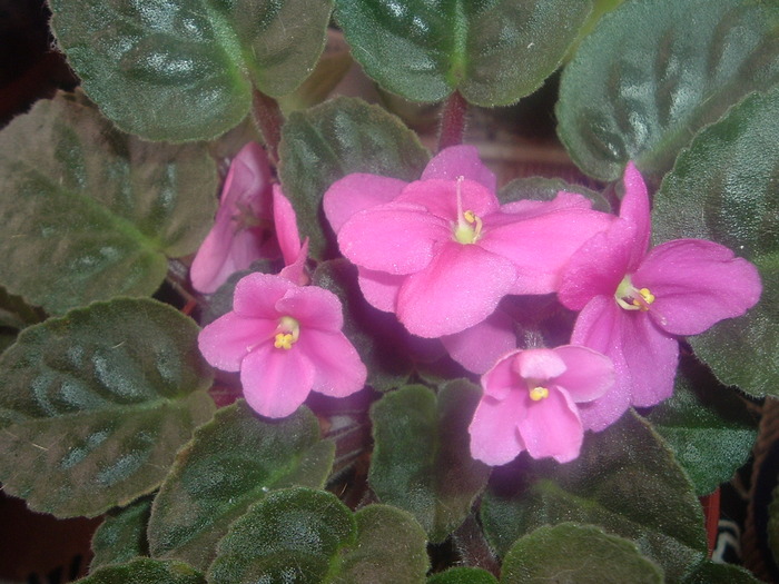 DSCF8589; violeta roz
