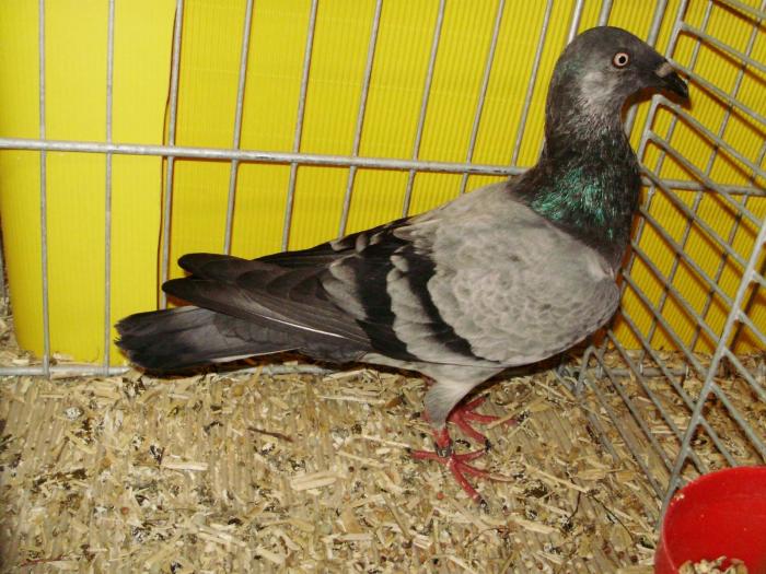 14307 deutsche langschnablige tbl 1 14307 deutsche langschnablige tbl 1