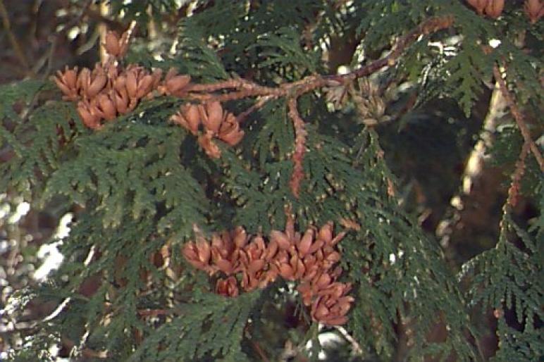 THUJA OCCIDENTALIS.2 - Plante rasinoase