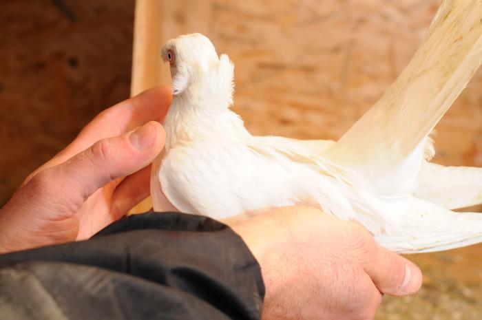 DSC_9850 - jucatori dublumotati calarasi 2008