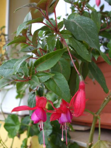 DSCF0864 - fuchsia