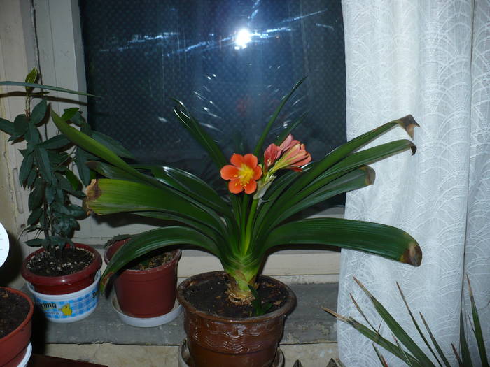 clivia miniata - a mamei - plante de interior 2009