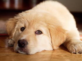 a_superstock_1566-0118375